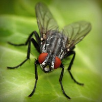 /album/welk-dier-ben-jij/photolia-a01-jpg/