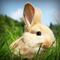 /album/welk-dier-ben-jij/photolia-a03-jpg/