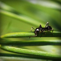 /album/welk-dier-ben-jij/photolia-a05-jpg/